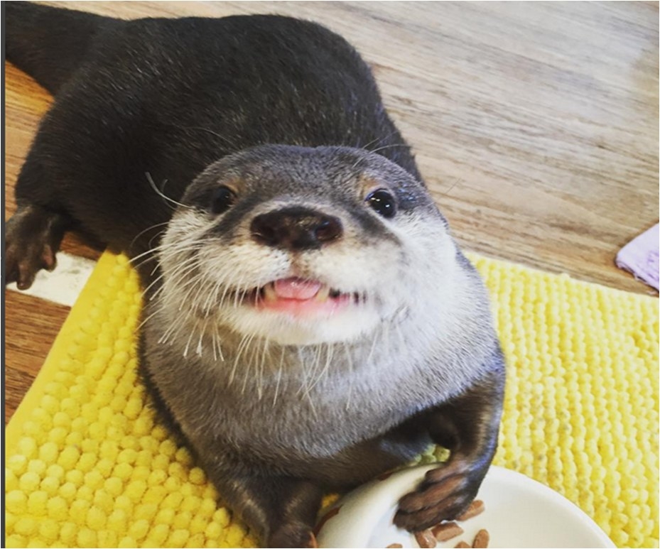Konnichiwa, follow my life as an otter living in Japan! :D