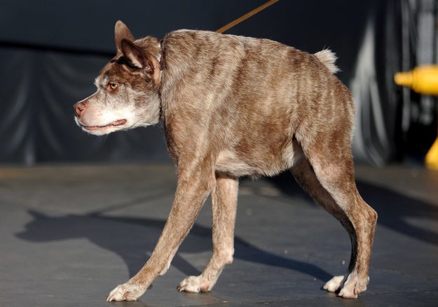 Last year's winner was Quasi Modo, a 10-year-old pit bull–Dutch shepherd mix with a spinal birth defect.