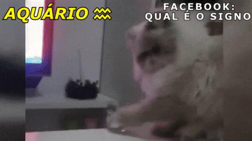 Todo gato tem um pouco dessa dissimulação de aquário.