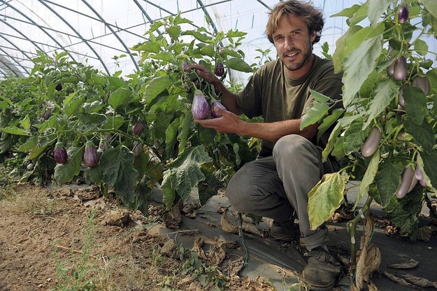 Eggplants grow on low plants and are technically berries (wtf).