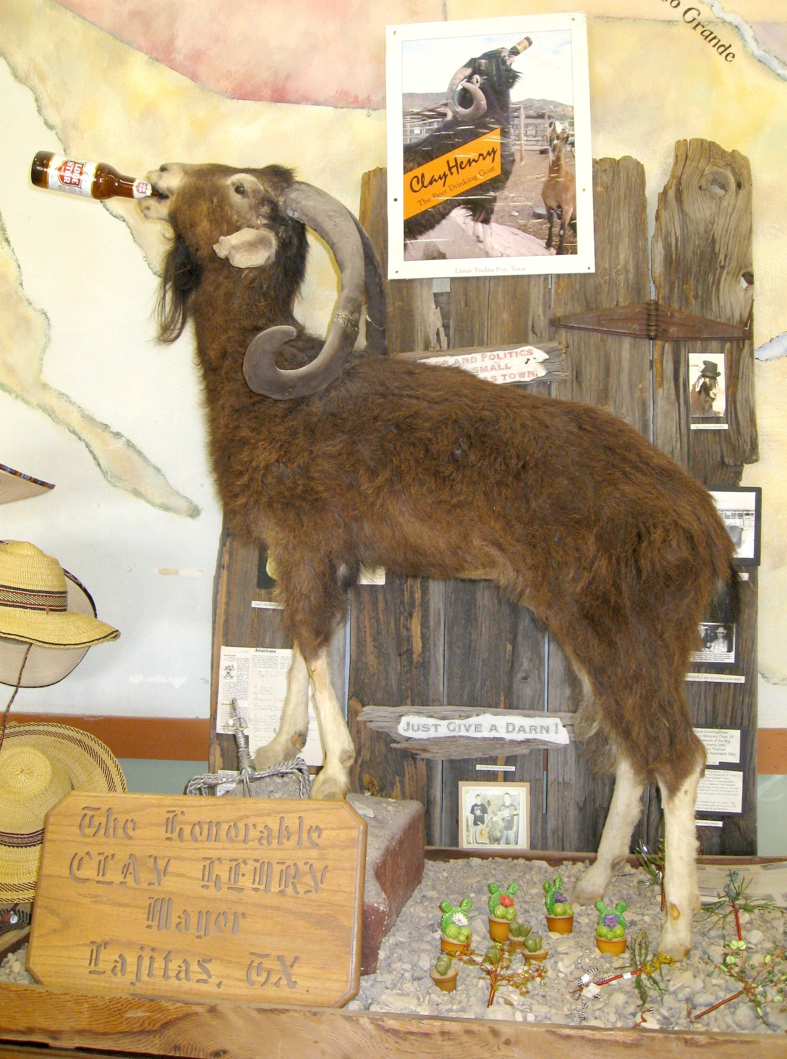 Clay Henry, a goat, became mayor of Lajitas, Texas after locals discovered his affinity for drinking beer. He took office in the late 1980s and held the position for a few years until he was killed in a fight with another goat. His descendants have filled his mayoral position ever since.