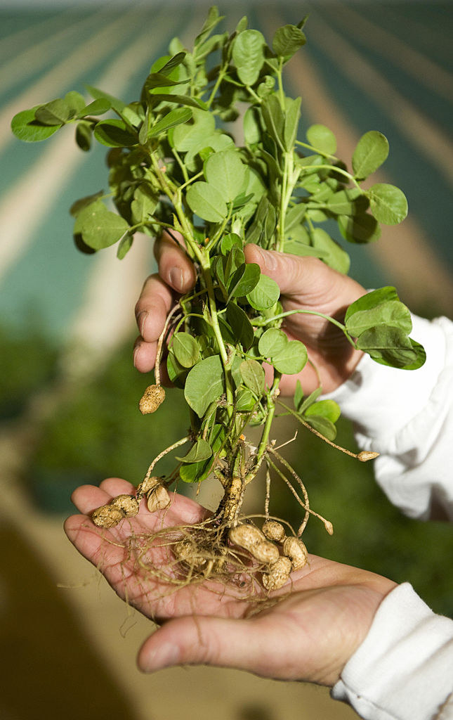 cashew plant poison