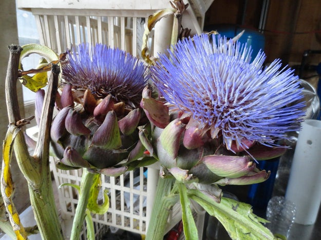Artichokes are flowers — the part we eat is the bud of the flower — and they produce these beautiful blossoms when they bloom, rendering the rest of the plant inedible.