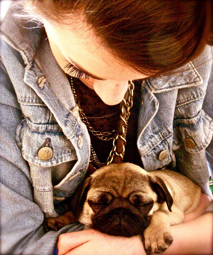 Resultado de imagen para pug dog, sleep in your arms