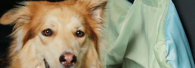 diy dog hammock for car