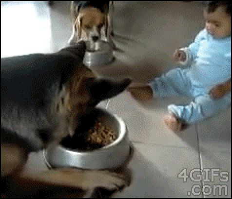 "This is mine now" obviously isn't an idea the family dog subscribes to.