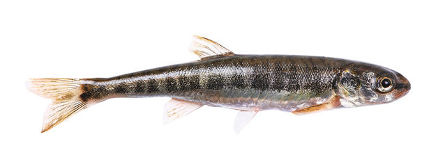 A teeny tiny minnow!