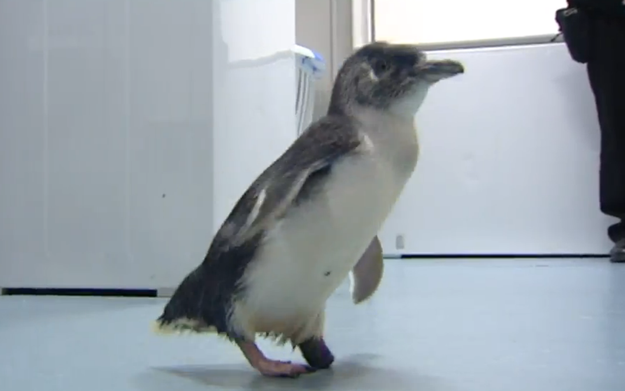This is Bagpipes the penguin.