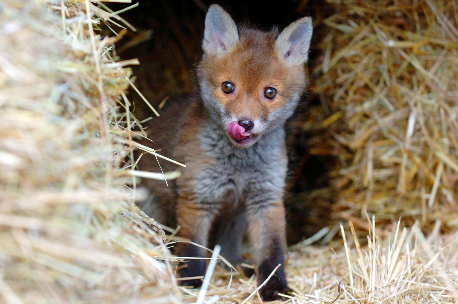 foxes chewing cables