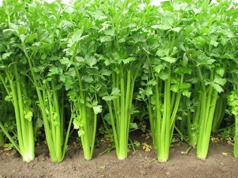Celery grows straight out of the ground, too.