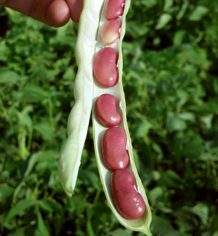 Kidney beans grown in pods, obvi.