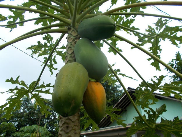 Papayas grow like bananas in a cluster on a tree.