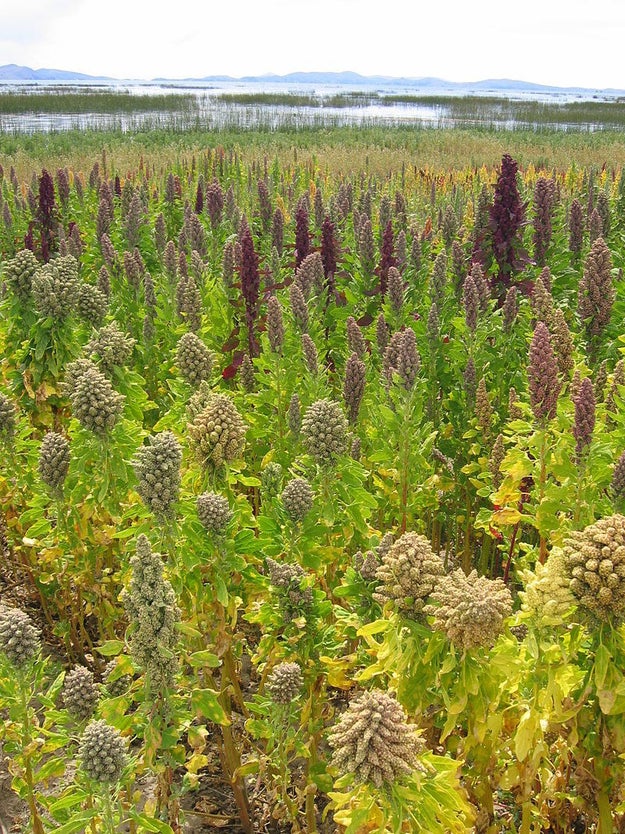 Quinoa is the edible seeds of this plant.