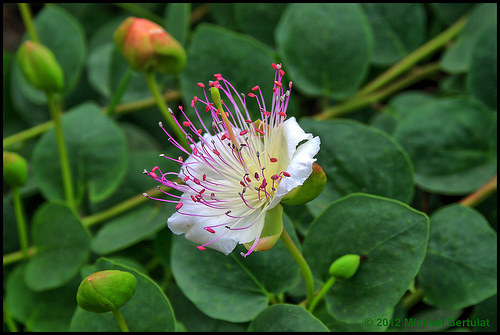 Capers are the pickled flower buds of this plant.