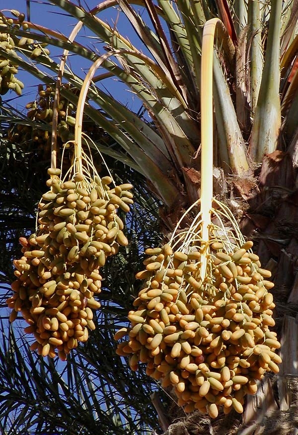 Dates grow in large, pendulous clumps on date palm trees.