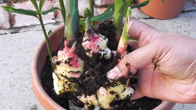 Ginger is the underground root of this plant.