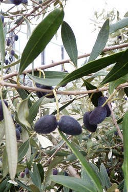 %e6%b0%b4%e6%9e%9c%e7%9a%84%e7%9c%9f%e7%9b%b8