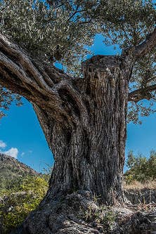 %e6%b0%b4%e6%9e%9c%e7%9a%84%e7%9c%9f%e7%9b%b8