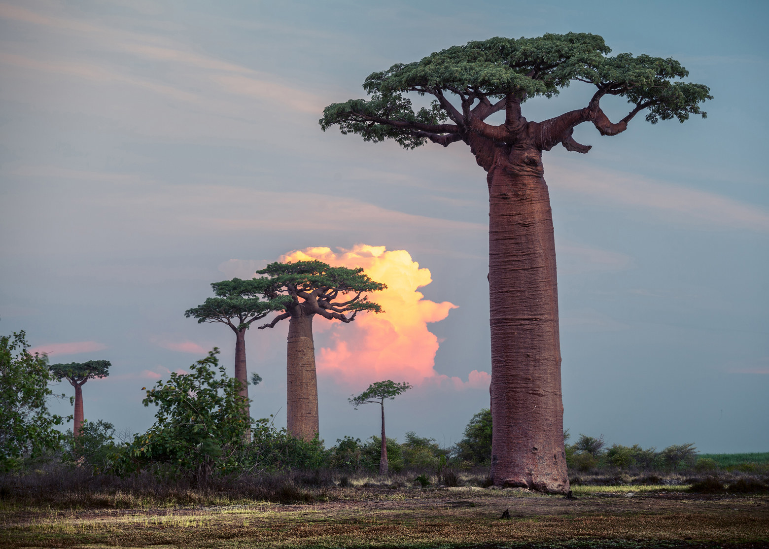 バオバブの木・ 超稀少・世界最大の植物 - インテリア小物