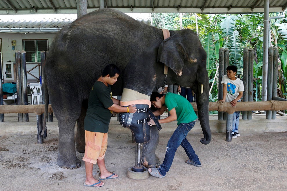 Elephant Who Lost Leg In Land Mine Blast Gets New Prosthetic Limb Sub-buzz-2967-1467340750-1
