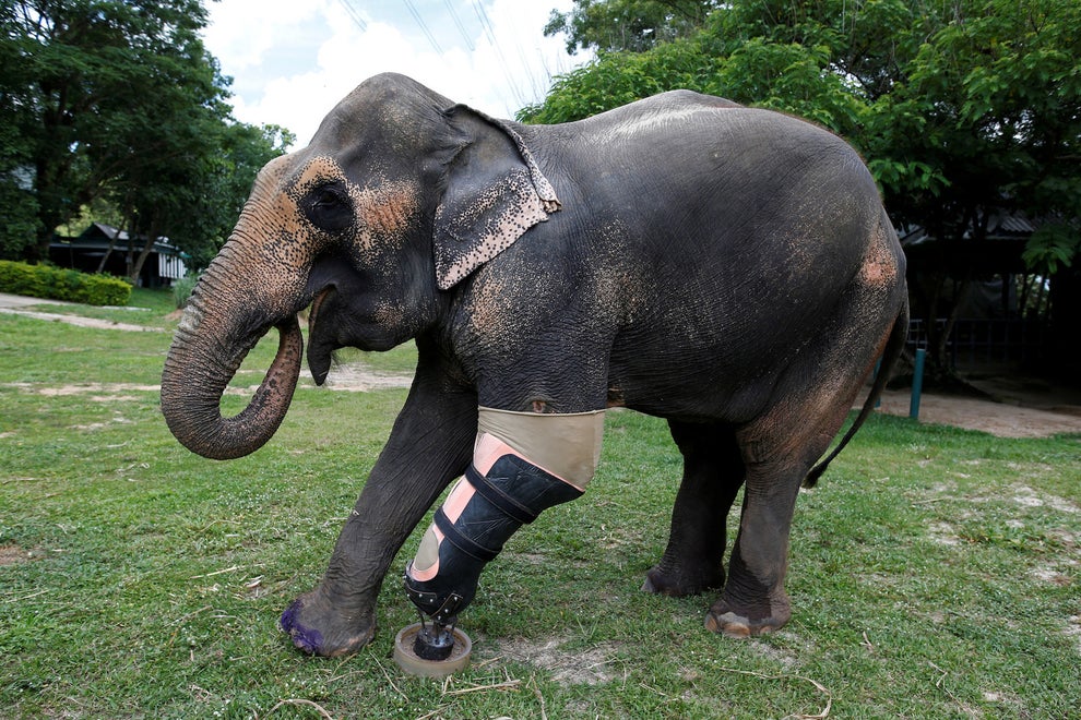 Elephant Who Lost Leg In Land Mine Blast Gets New Prosthetic Limb Sub-buzz-3118-1467340813-1