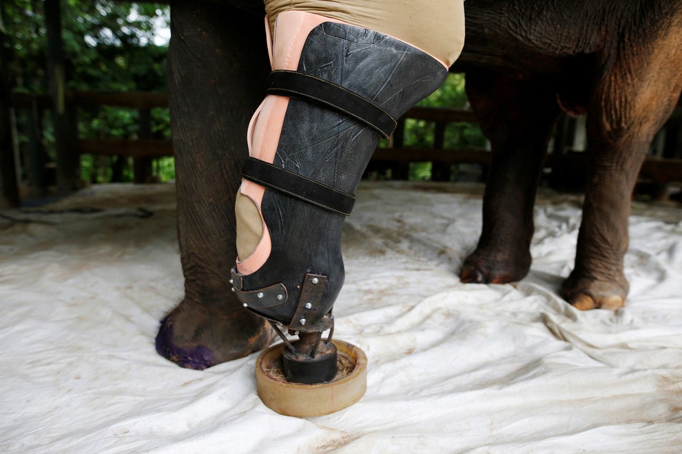 Elephant Who Lost Leg In Land Mine Blast Gets New Prosthetic Limb Sub-buzz-31769-1467341019-1