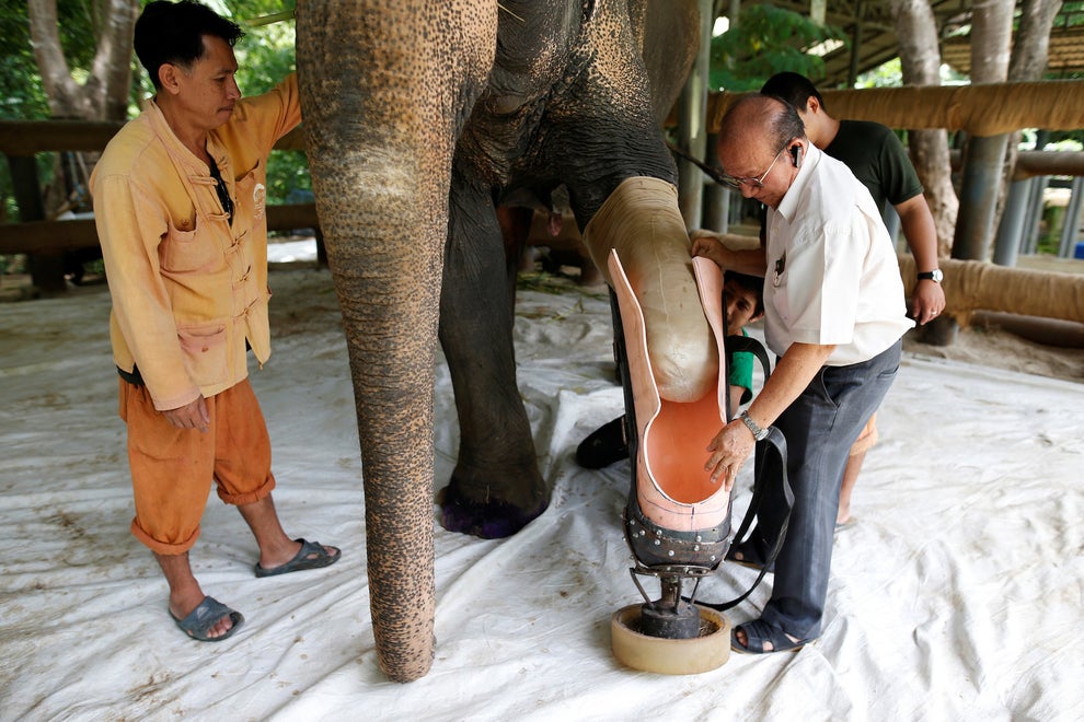 Elephant Who Lost Leg In Land Mine Blast Gets New Prosthetic Limb Sub-buzz-26198-1467340959-3
