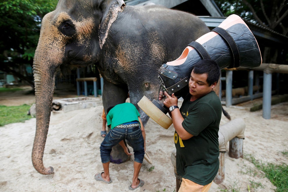 Elephant Who Lost Leg In Land Mine Blast Gets New Prosthetic Limb Sub-buzz-32348-1467341029-1