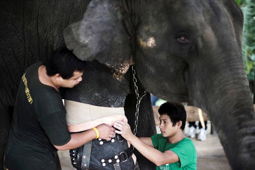 Elephant Who Lost Leg In Land Mine Blast Gets New Prosthetic Limb Sub-buzz-18683-1467340761-1