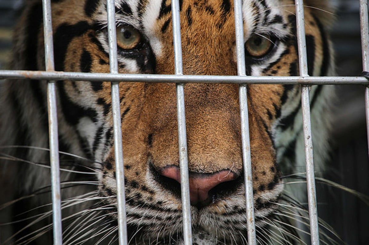 Thailand's Animal Tourism Under Scrutiny After Tiger Temple Raid