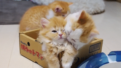 This kitten who hasn't learned you can't force friendship.