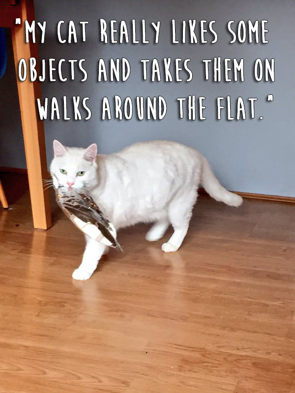 funny things about cats