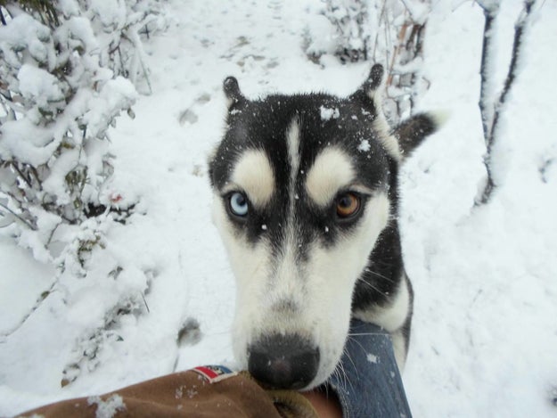 You can see more from Maya, a 3-year-old Siberian husky, here.
