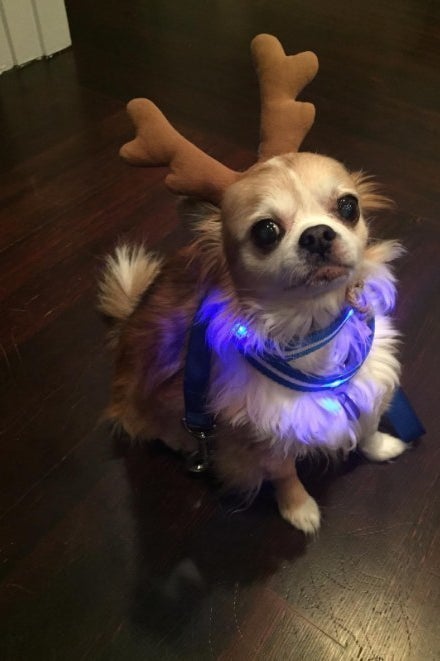 I'm gonna be honest. I included this just for the dog.
