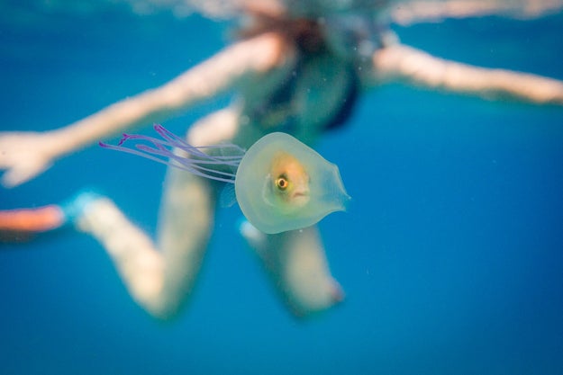 Look at this fish trapped inside a slightly larger jellyfish and tell me you haven't been this fish at some point in your life.