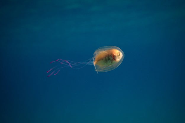 Associate Professor Ian Tibbetts, a fish biologist at the Centre for Marine Science at the University of Queensland, told Australian Geographic the duo seemed quite comfortable with their situation.