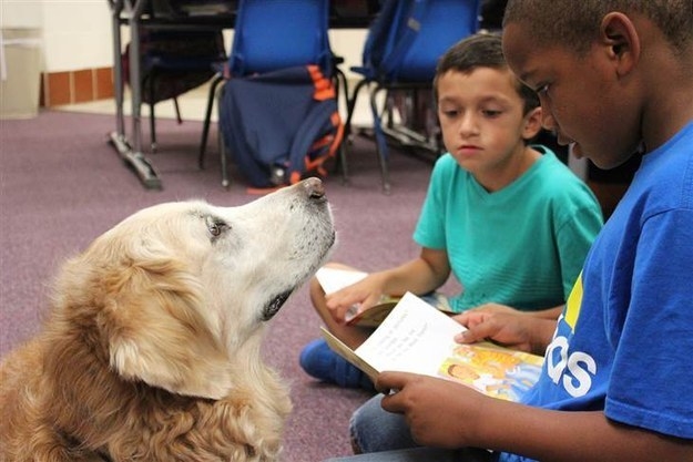 Up until recently, Bretagne had been spending her old age working at a local elementary school as a dog that children can read aloud to so they can practice their reading skills.