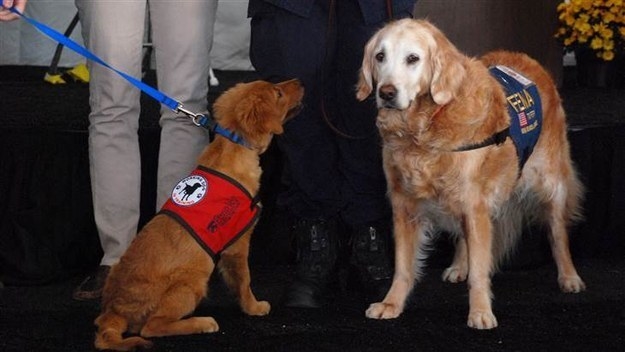 Also in 2014, The Penn Vet Working Center honored Bretagne by naming a service dog in training after her: Bretagne 2.