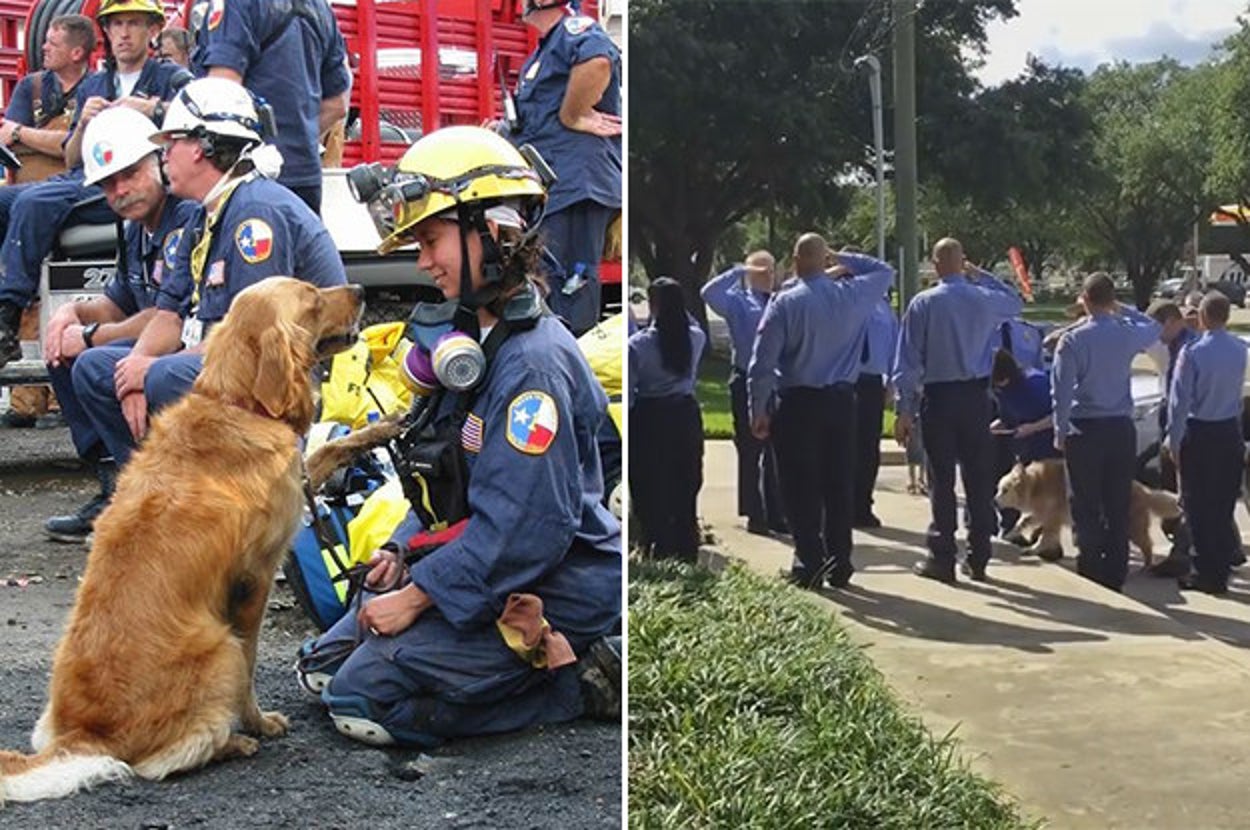 Bretagne, The Last 9/11 Service Dog To Work At Ground Zero ...