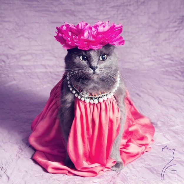 Meet Pitzush, or the "Puss in Glam" on Instagram: