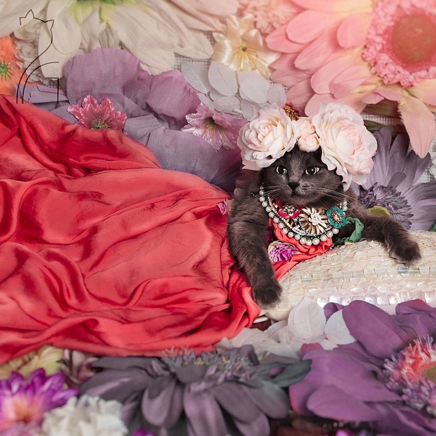 Pitzush is a self-declared "fashionista cat" and she is SLAYING the game.