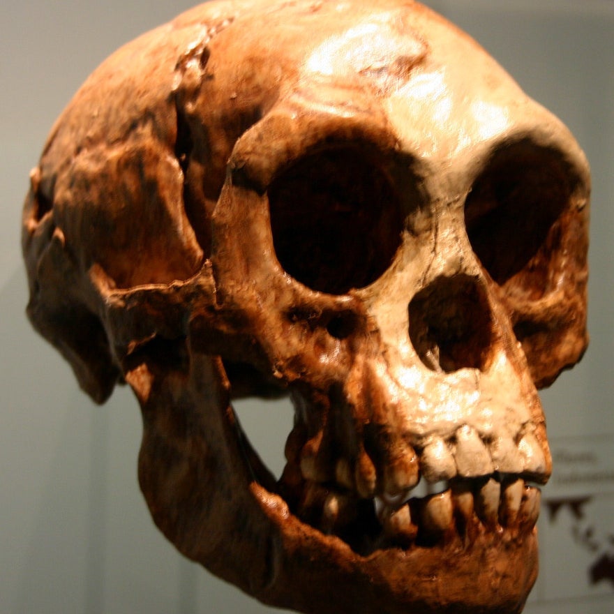 A cast of a Homo floresiensis skull.