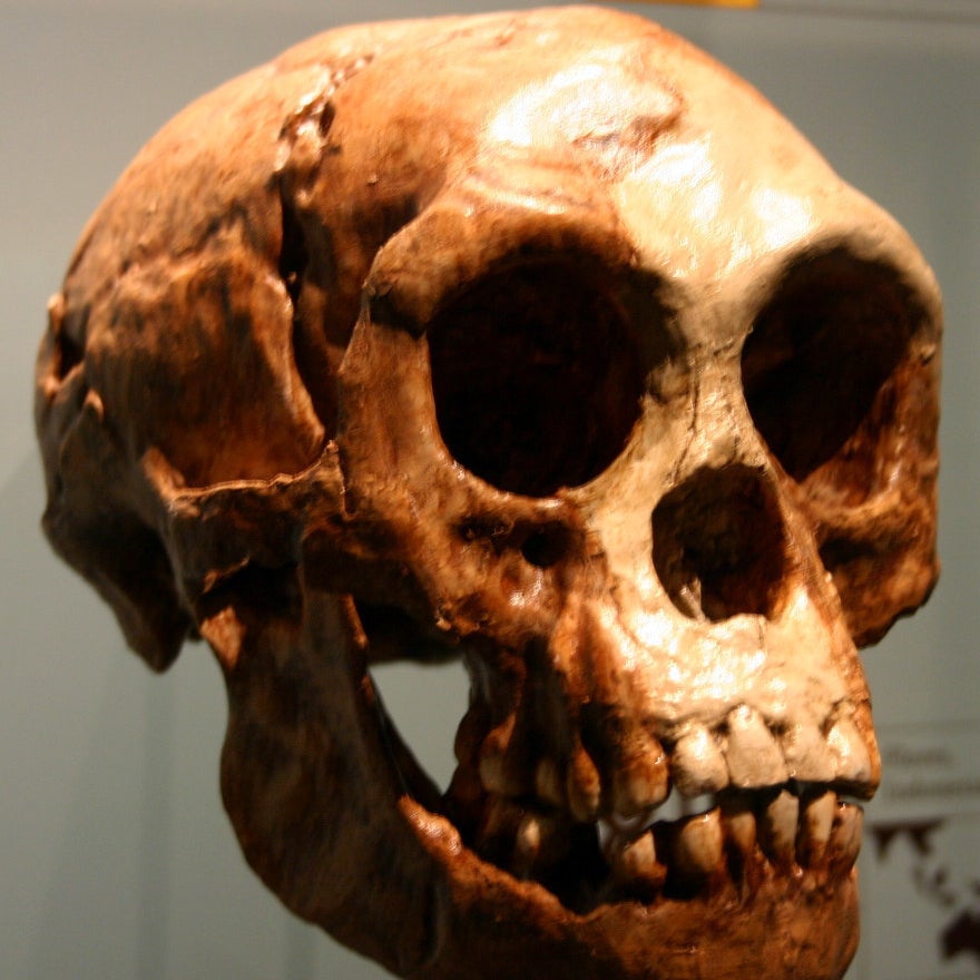 A cast of a Homo floresiensis skull.