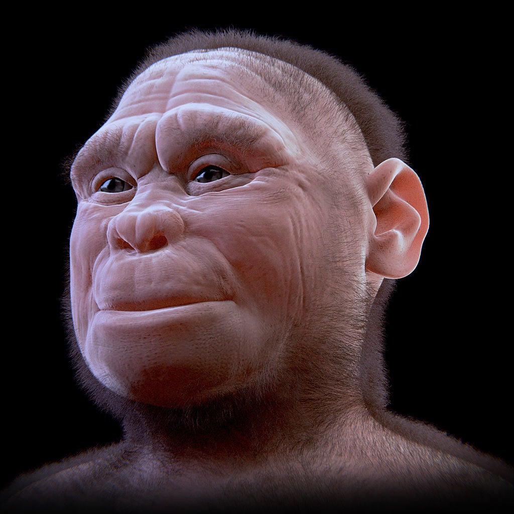 Facial reconstruction of a Homo floresiensis individual called LB1.