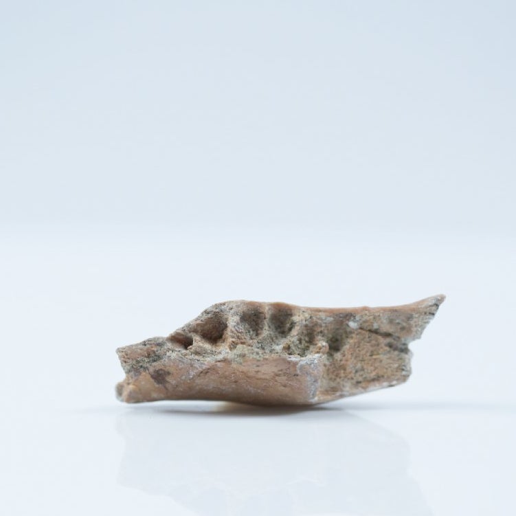 A piece of fossil jawbone.