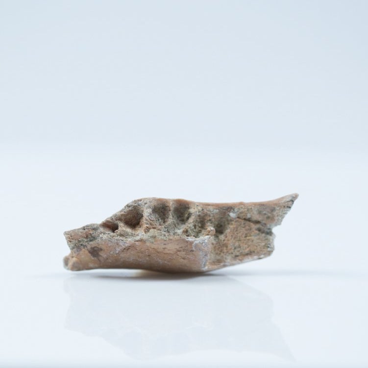 A piece of fossil jawbone.