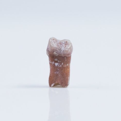 A fossil tooth.