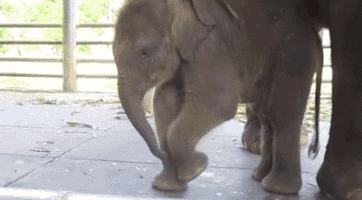 Elephants are such loveable creatures, so feel free to send any friends or family the link to this article so they, too, can help the elephants. It is actually predicted that elephants will become extinct by 2020, and if we don't do anything now, it might happen.