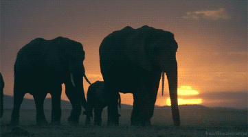 That fun elephant ride was actually terrible for the elephant. Most places where you get to ride an elephant treat the animal unfairly, or even go as far as torturing the elephant. And buying anything that is an ivory product is bad-- ivory comes from elephant tusks, and is actually illegal to produce.