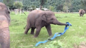 Donating to this cause is one of the top ways to help and support elephants, because they are mostly located in Africa and Asia (aside from zoos) and if you don't already live there, it can be hard to travel. And if you did arrive, building something like an elephant preserve would need money, and it is much easier to donate to an existing foundation.
